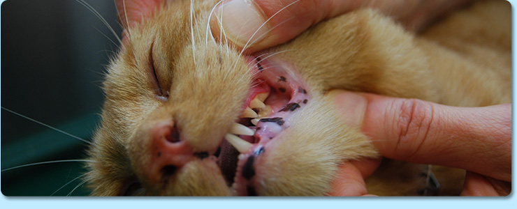 Dentistry for pets in Bristol TN Dentistry for pets in Bristol TN