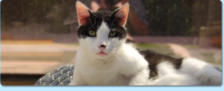 Senior pet care in Bristol TN Senior pet care in Bristol TN